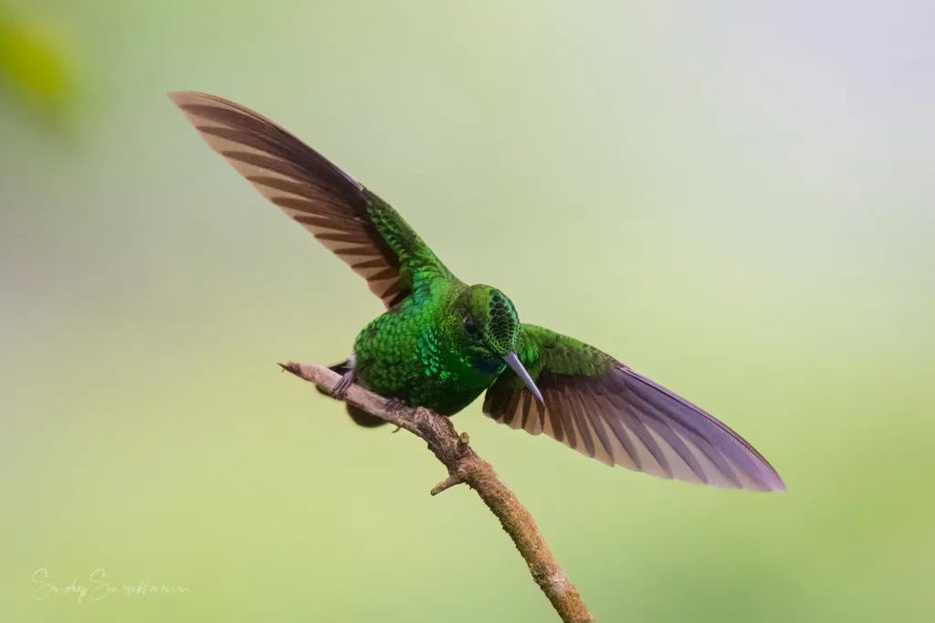 Green-Crowned Brilliant