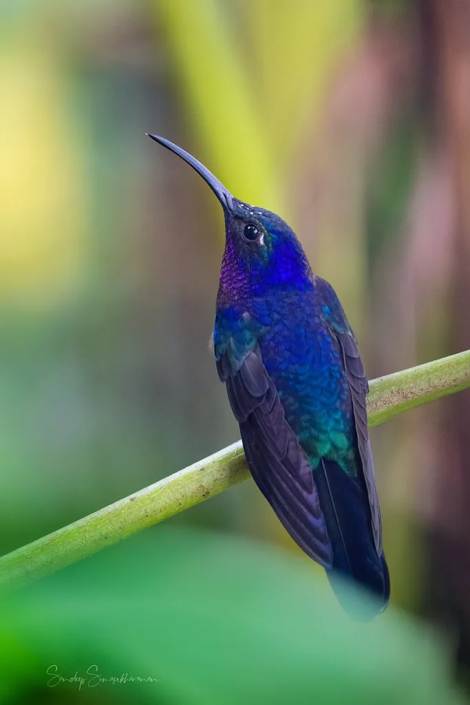 Violet Sabrewing in Costa Rica