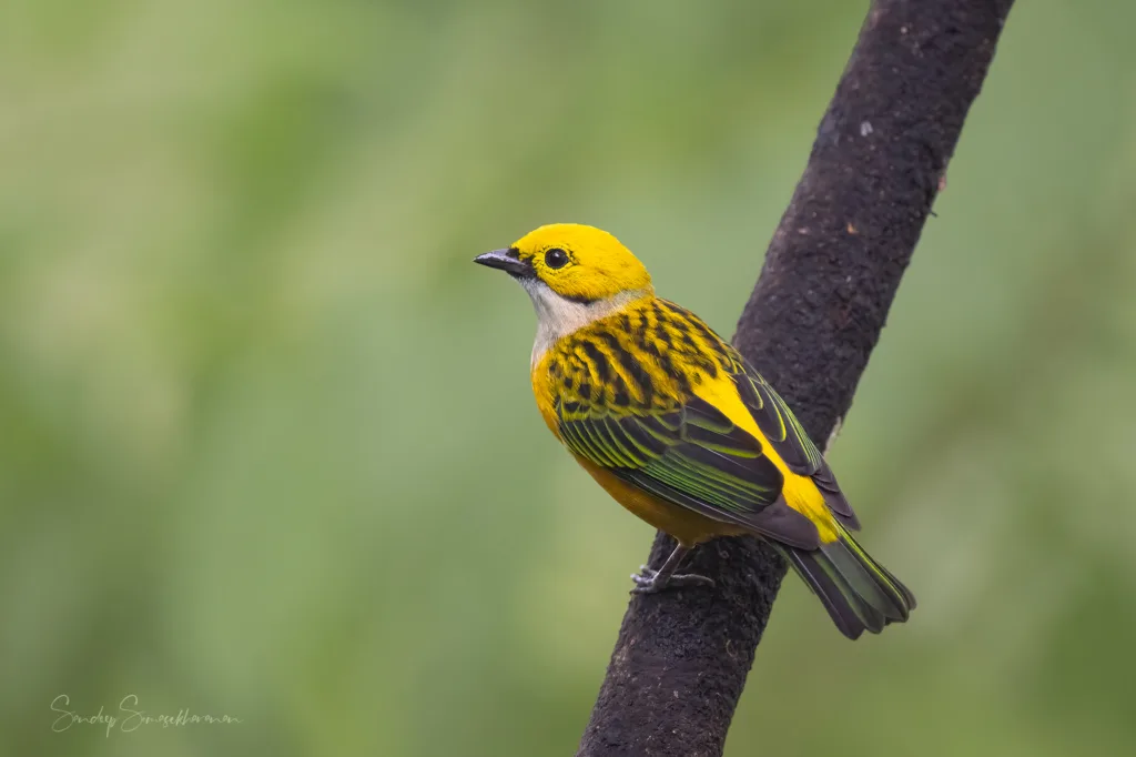 Silver Throated Tanager