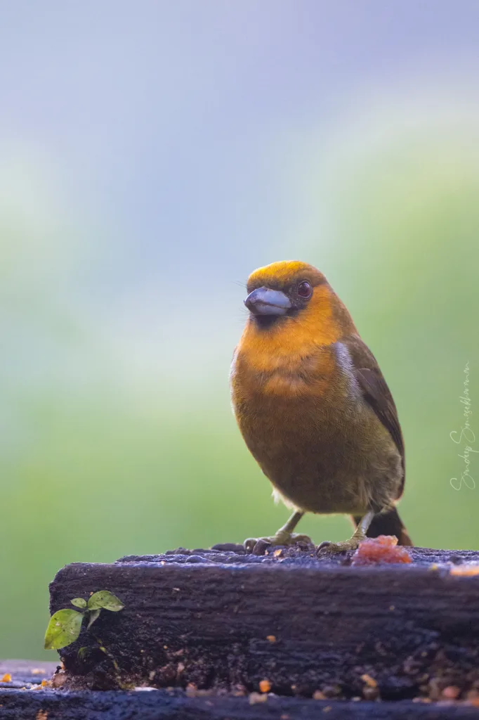 Prong-Billed Barbet