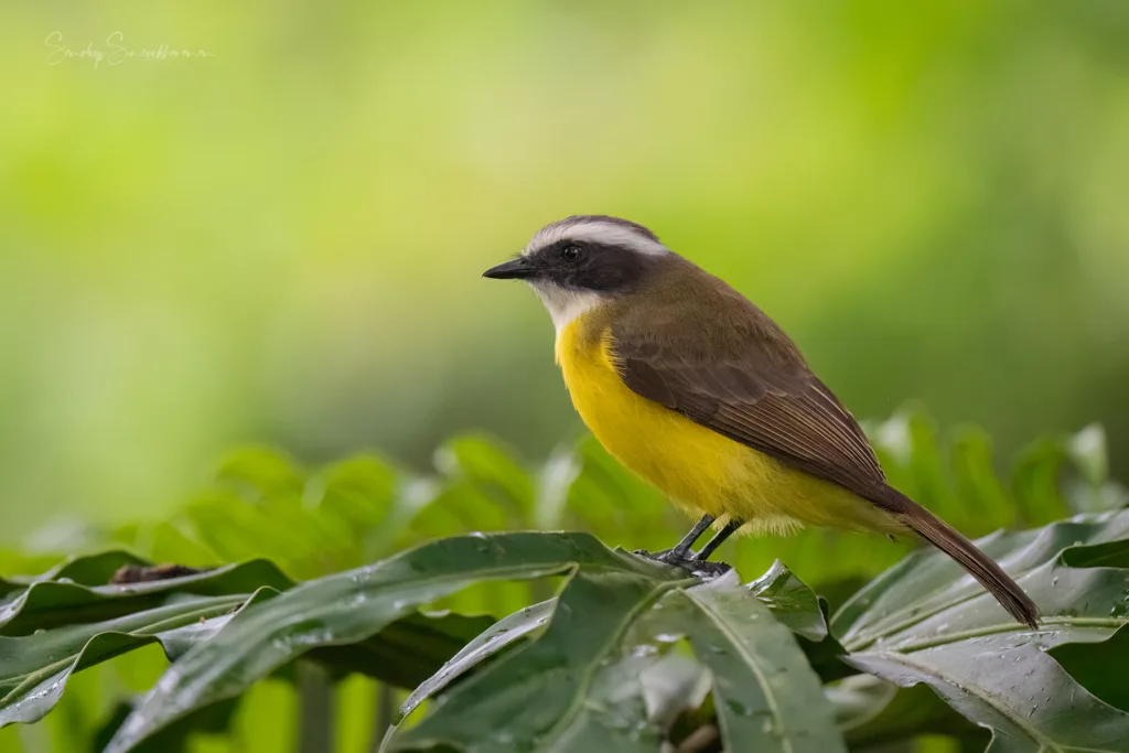 Costa Rica Birding - Social Flycatcher in Guapiles