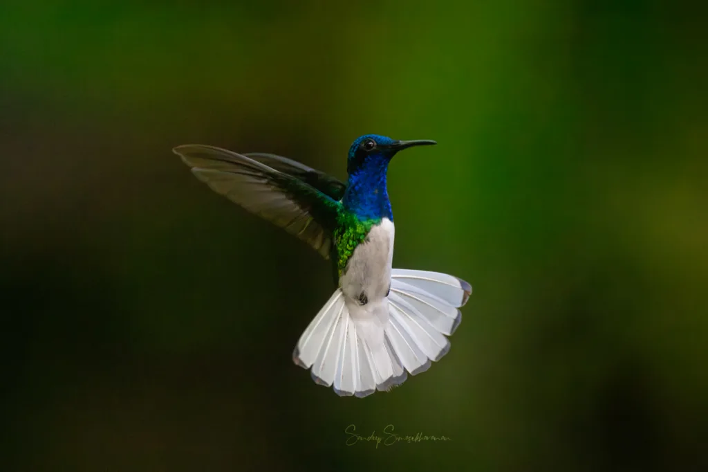 White-necked Jacobin, a kind of hummingbird seen in Guapiles, Costa Rica