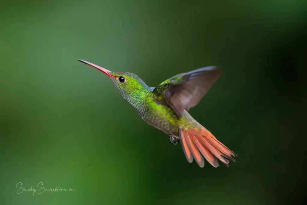 Rufous-tailed Hummngbird seen in Guapiles, Costa Rica