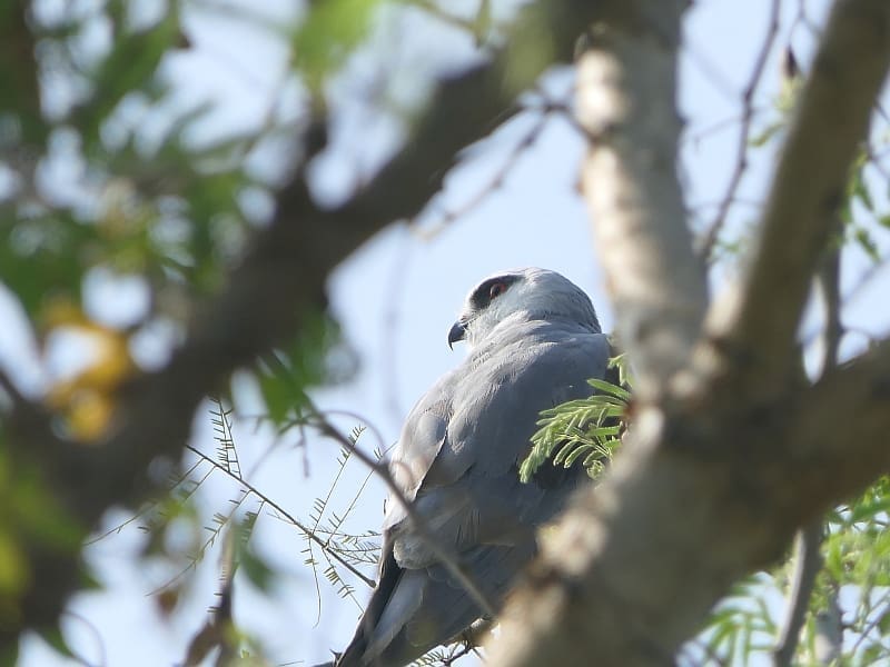 Black-winged Kite or Black-shouldered Kite at Varthur Lake, Bangalore