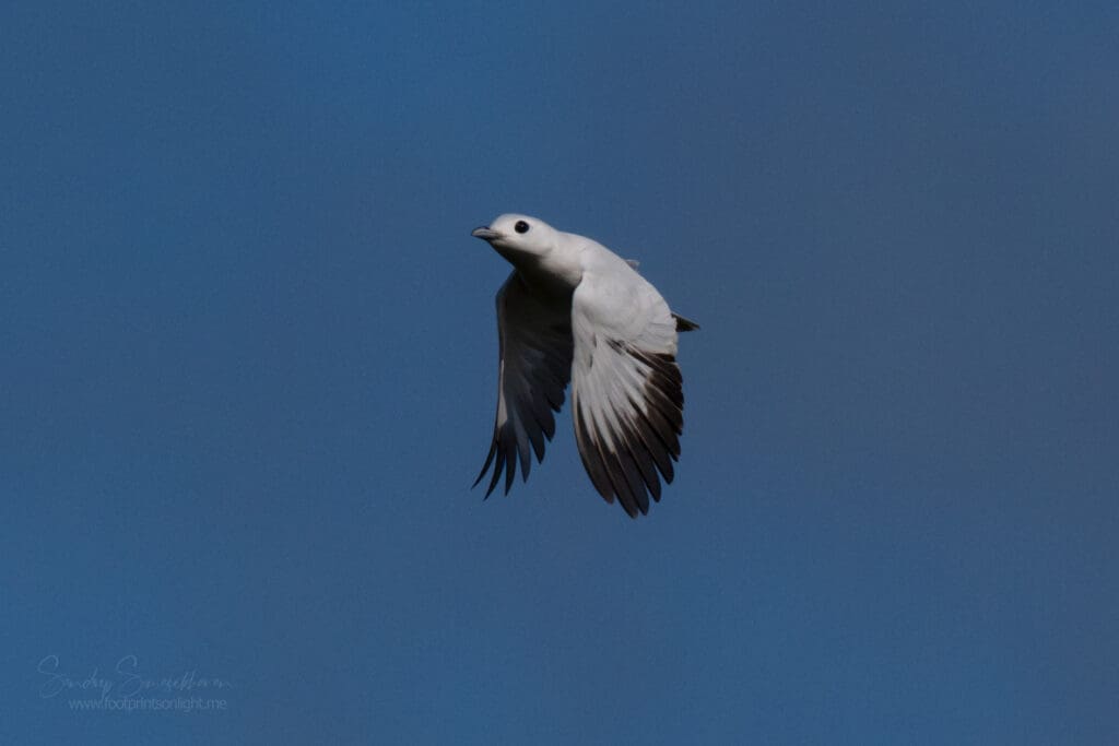 Snowy Cotinga at Boca Tapada, Costa Rica birding diary