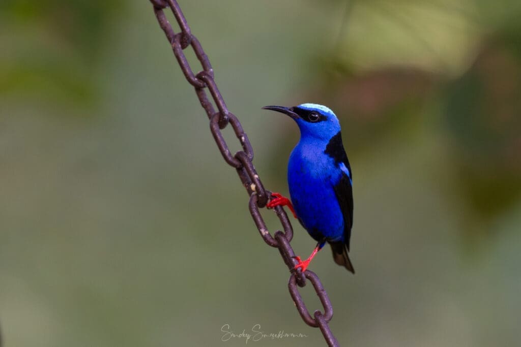 Red-legged Honeycreeper at Boca Tapada, Costa Rica birding diary