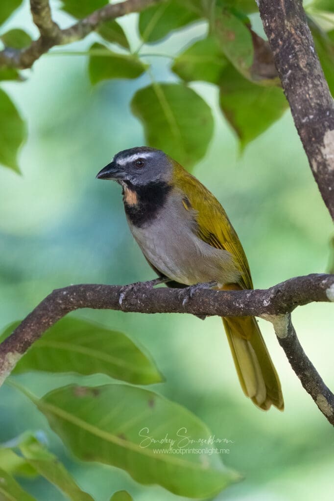 Buff-throated Saltator at Boca Tapada, Costa Rica birding diary