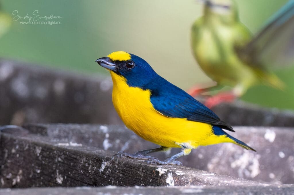 Yellow-throated Euphonia at Boca Tapada, Costa Rica birding diary