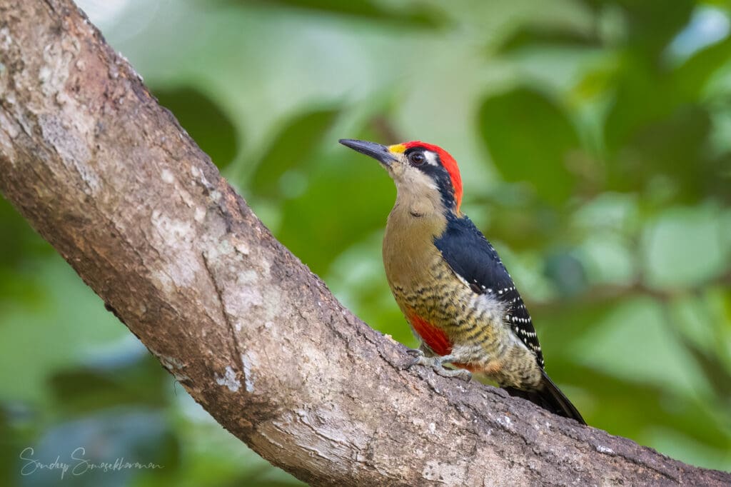 Black-cheeked Woodpecker at Boca Tapada, Costa Rica birding diary