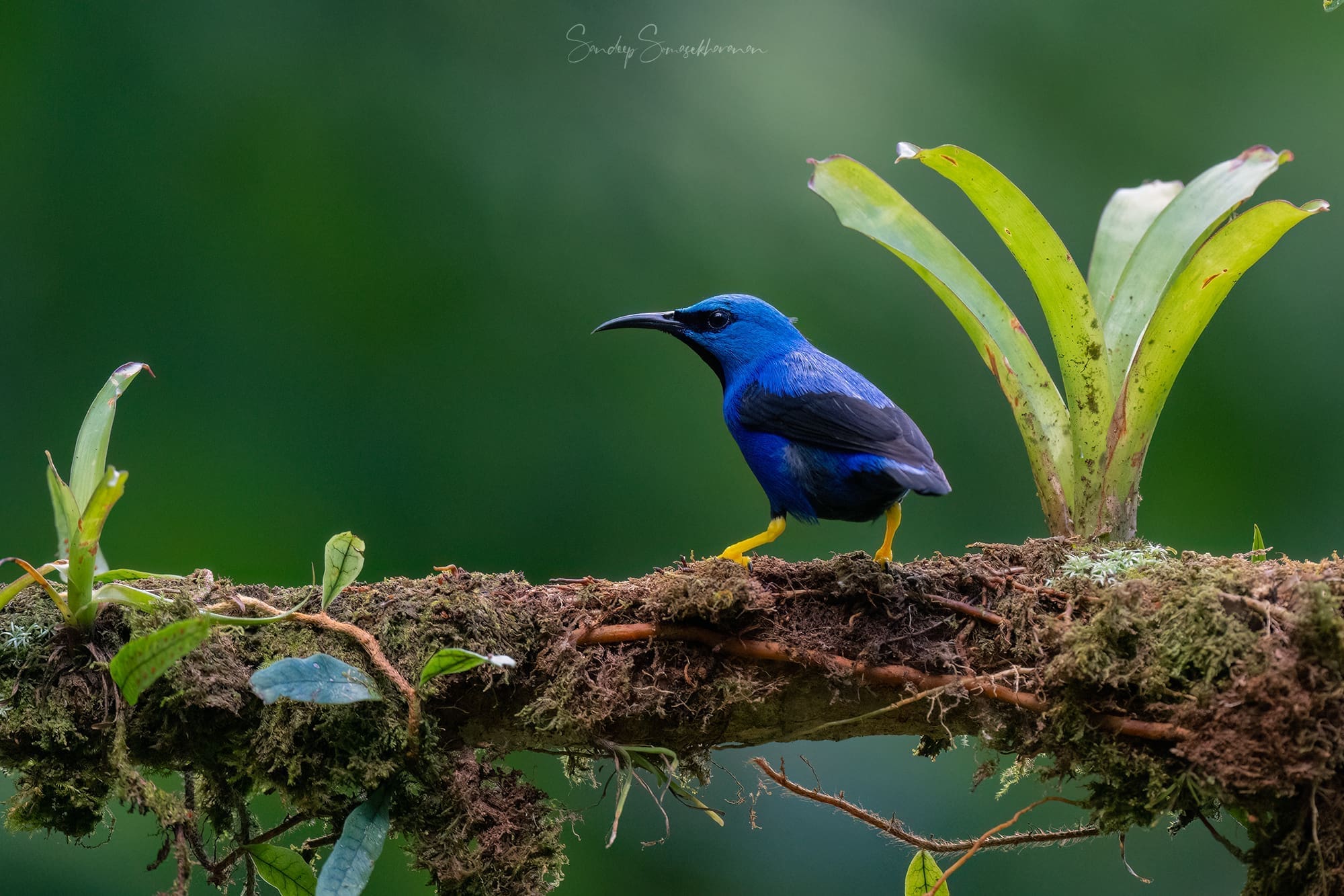 Shining Honeycreeper at Boca Tapada, Costa Rica birding diary