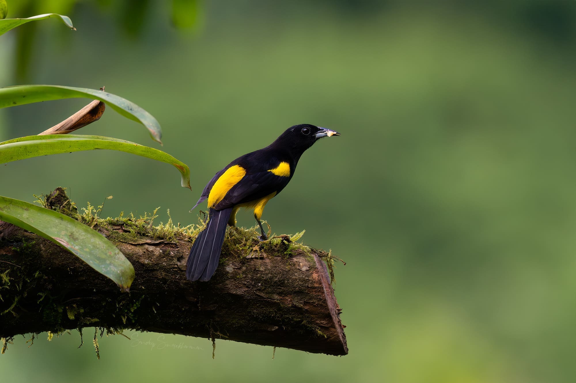 Black-cowled Oriole at Boca Tapada, Costa Rica birding diary