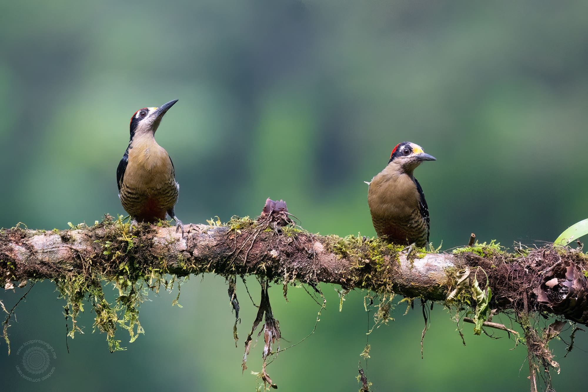Black-cheeked Woodpeckers at Boca Tapada, Costa Rica birding diary | The Green Ogre