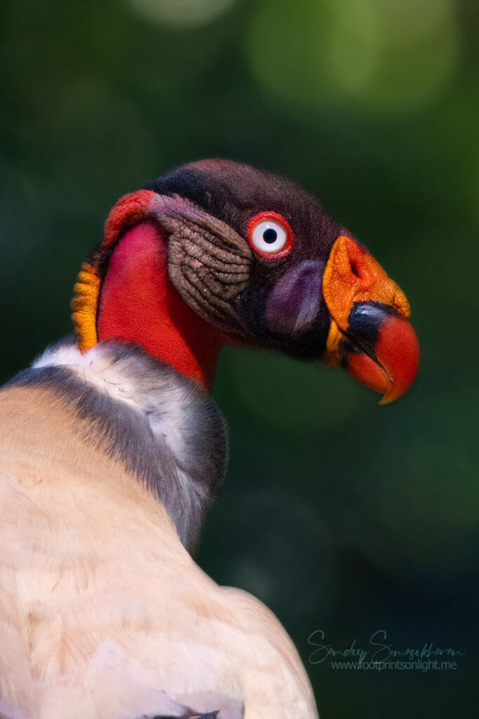 Close up of King Vulture at Boca Tapada, Costa Rica birding diary