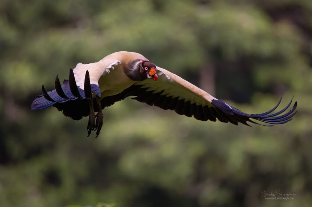 King Vulture in flight at Boca Tapada, Costa Rica birding diary