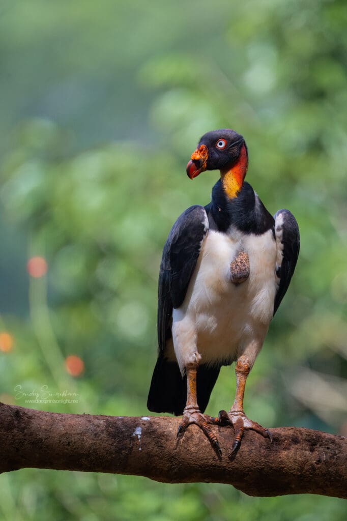 Subadult King Vulture at Boca Tapada, Costa Rica birding diary