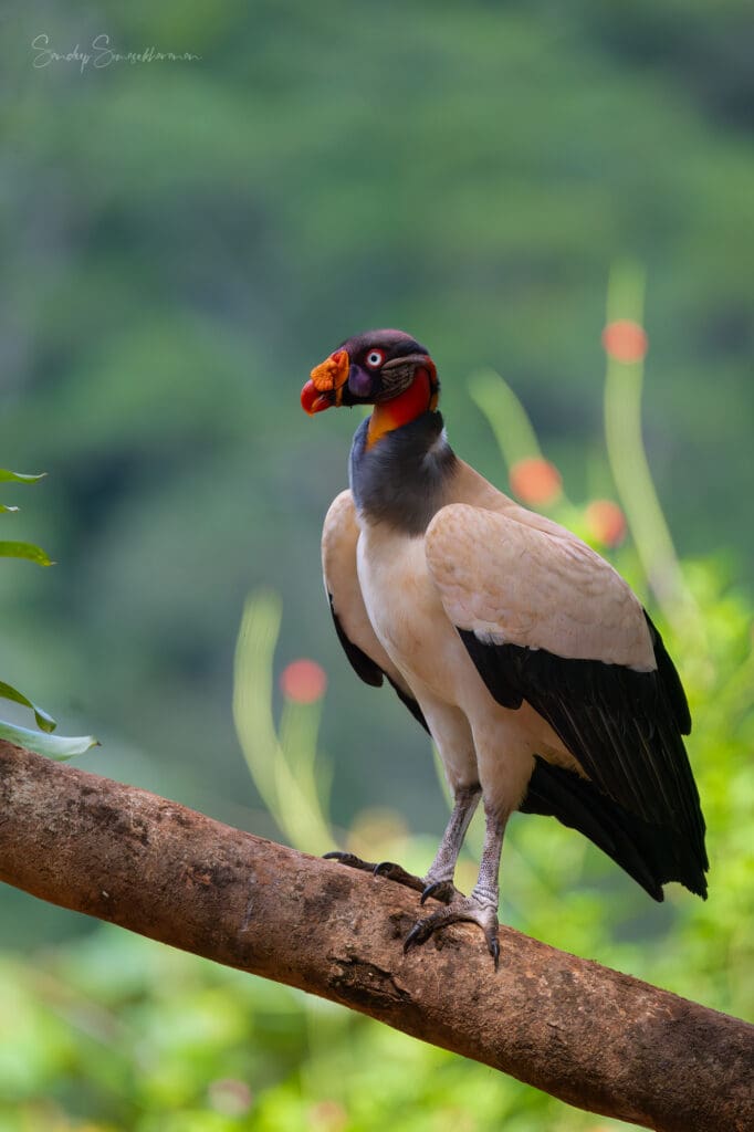 Adult King Vulture at Boca Tapada, Costa Rica birding diary