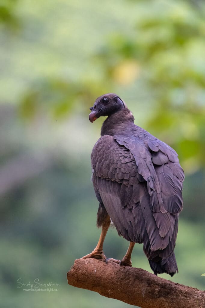 Juvenile King Vulture at Boca Tapada, Costa Rica birding diary