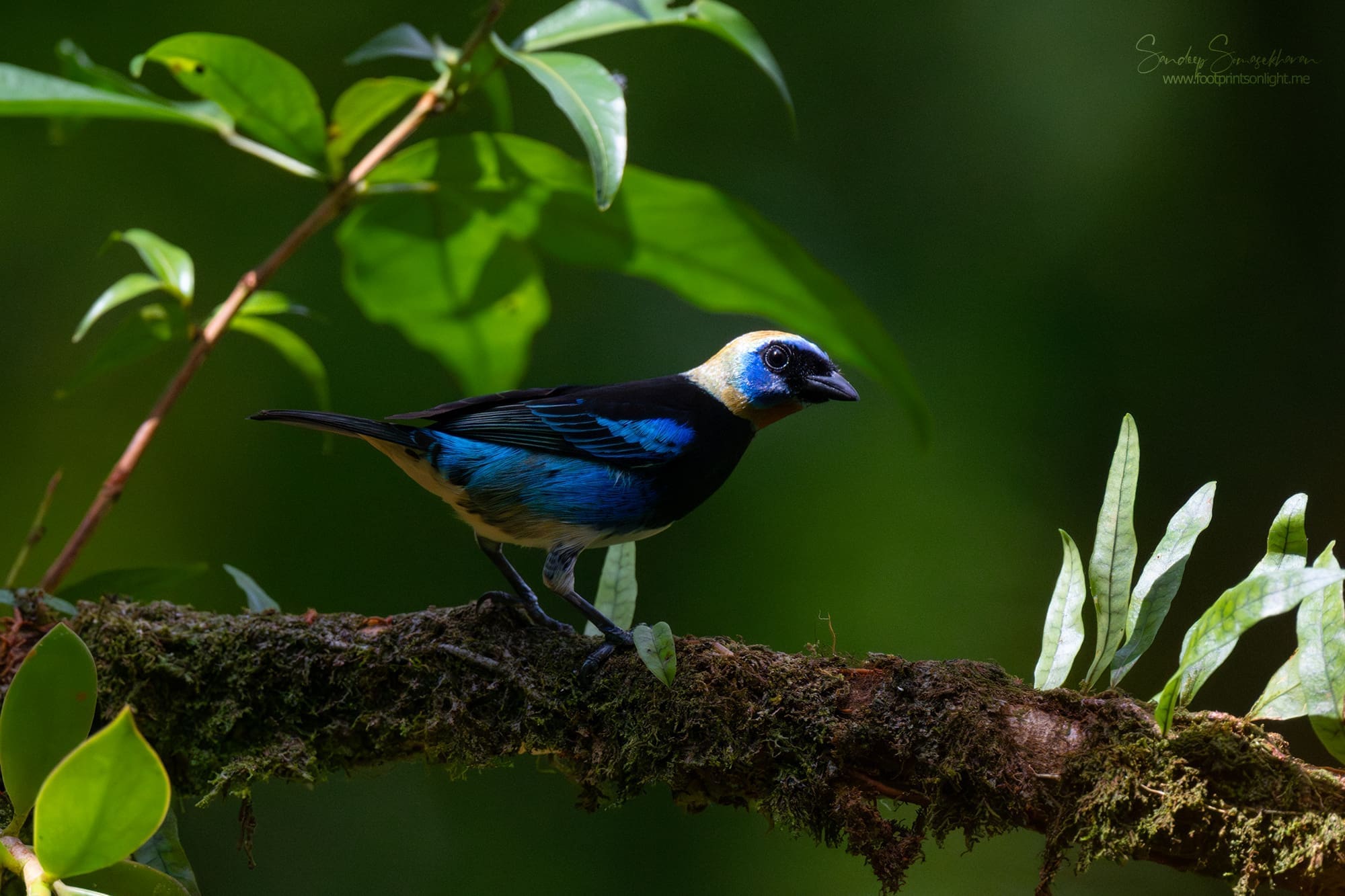 Golden-hooded Tanager at Boca Tapada, Costa Rica birding diary | The Green Ogre