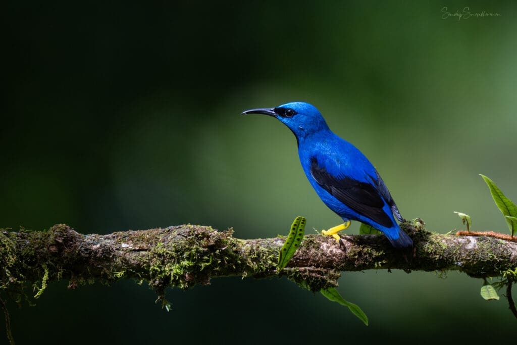 Shining Honeycreeper | Birding in Costa Rica | The Green Ogre