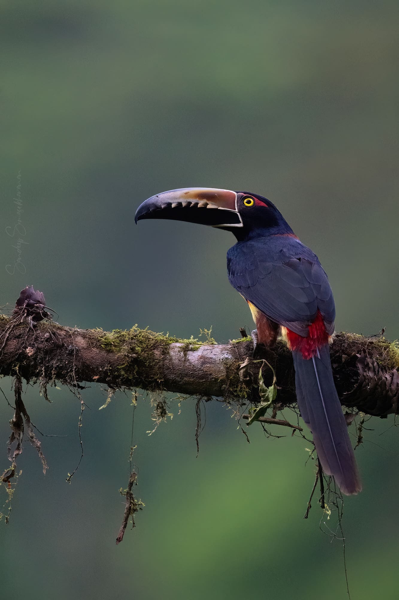 Collared Aracari at Boca Tapada, Costa Rica birding diary | The Green Ogre