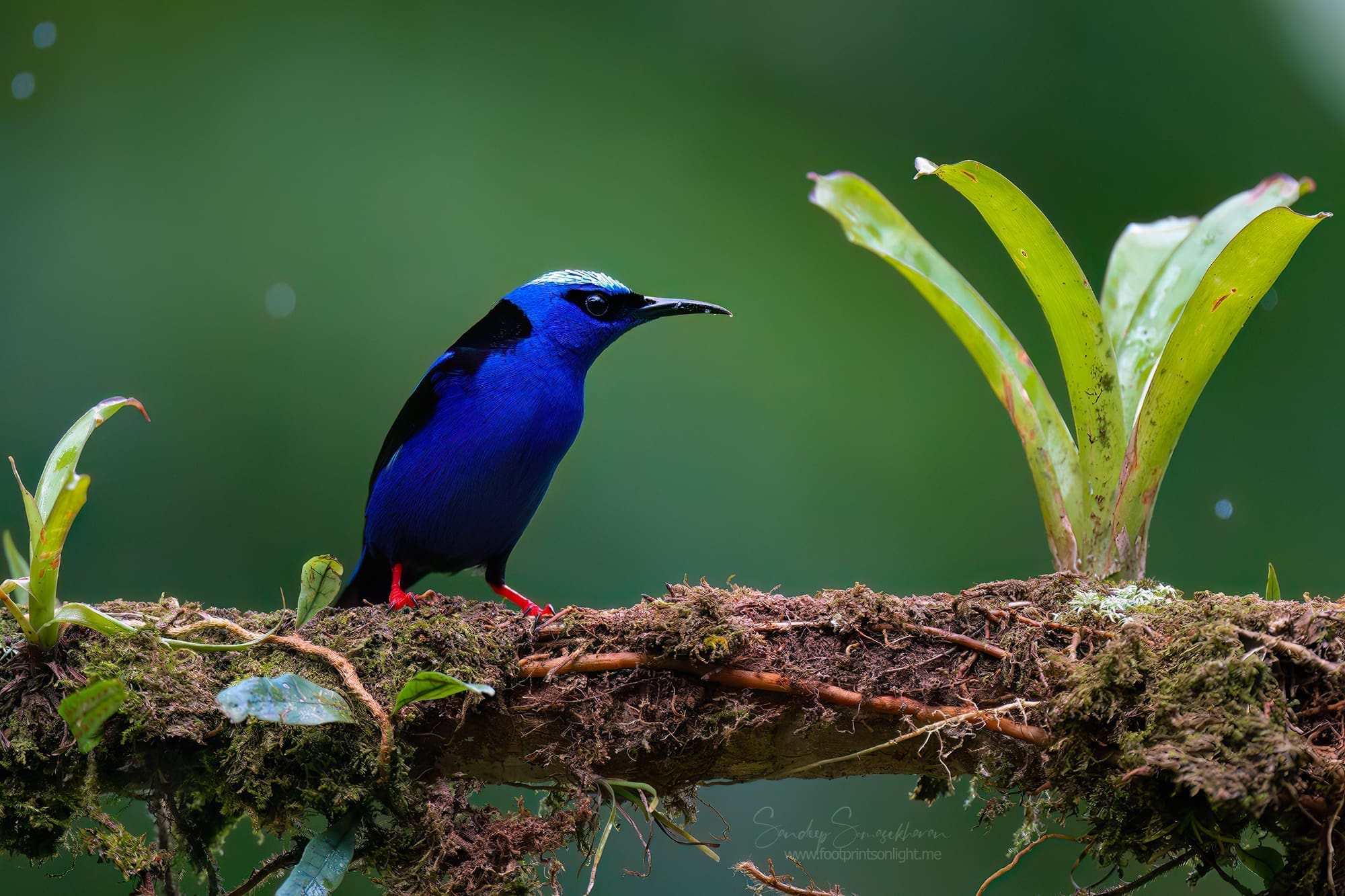 Red-legged Honeycreeper at Boca Tapada, Costa Rica birding diary