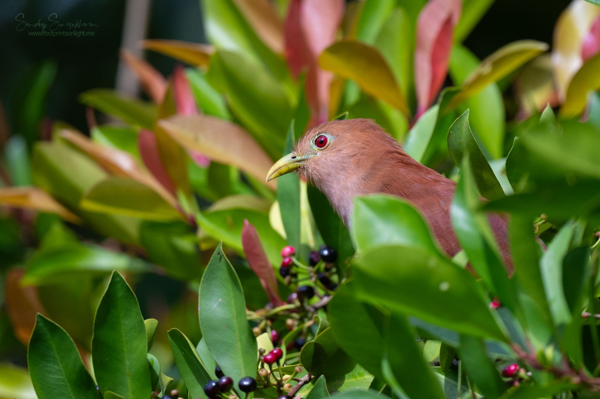 Squirrel Cuckoo at Boca Tapada, Costa Rica birding diary