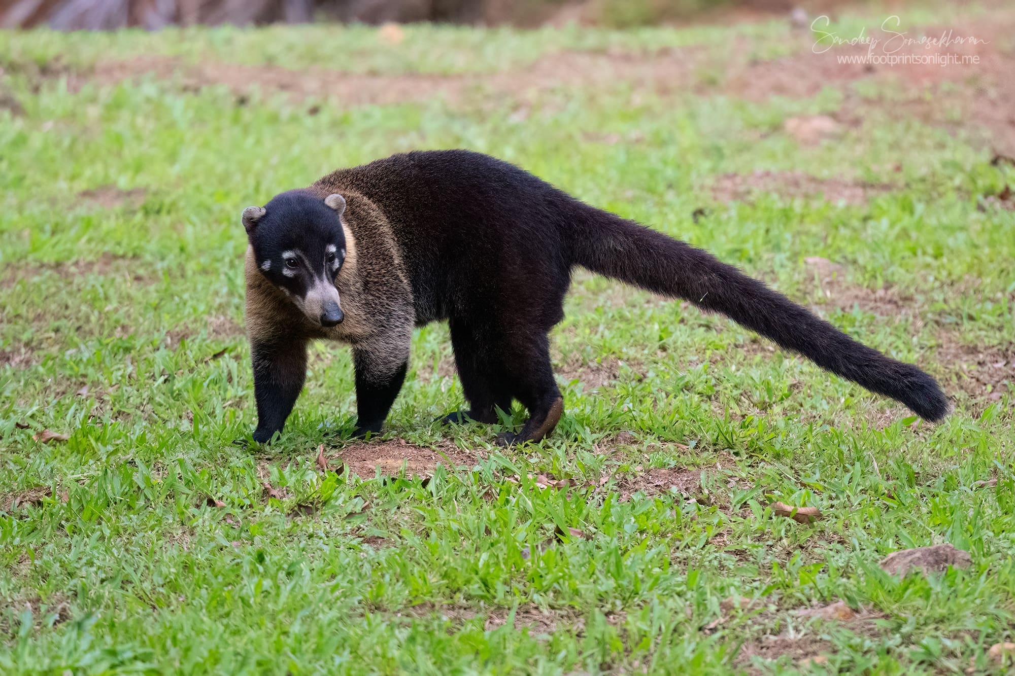 Coati at Boca Tapada, Costa Rica birding diary | The Green Ogre