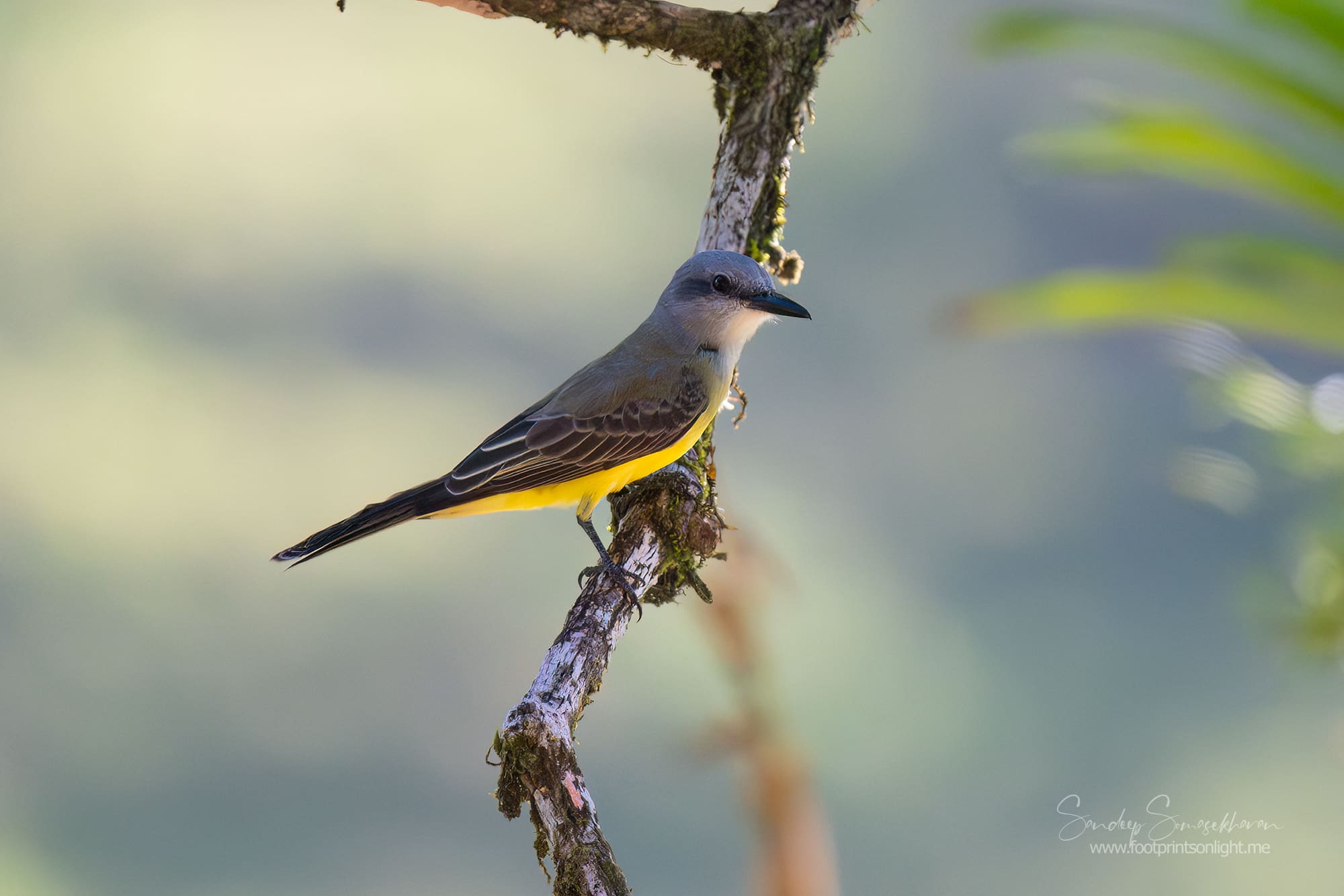 Tropical Kingbird at Boca Tapada, Costa Rica birding diary | The Green Ogre