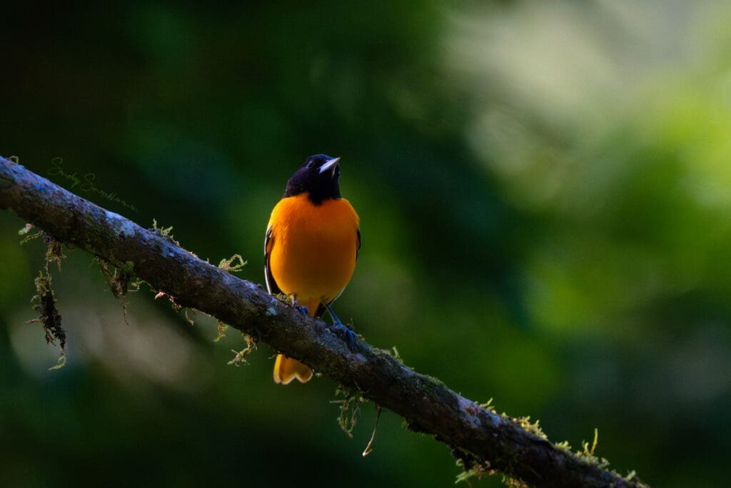 Baltimore Oriole at Boca Tapada, Costa Rica birding diary