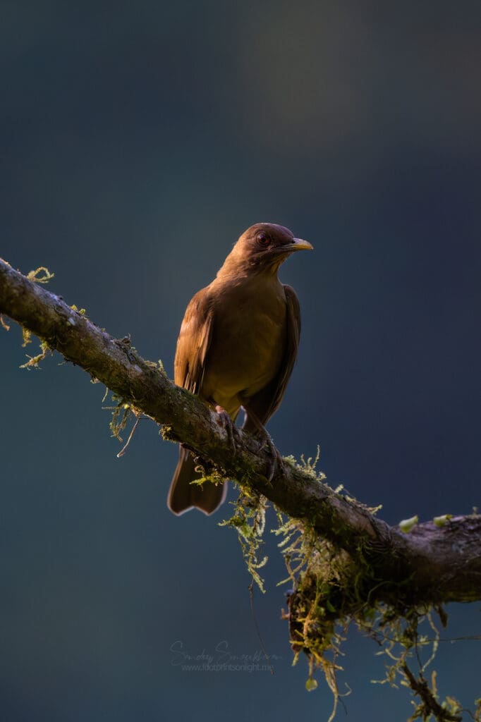 Clay-colored Thrush