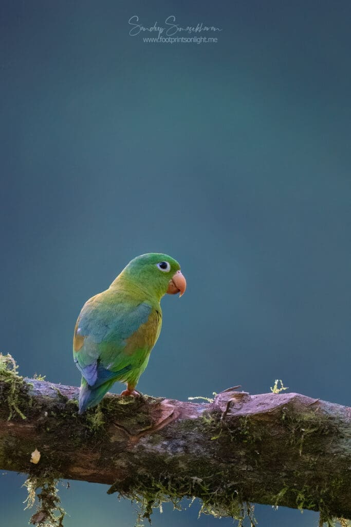 Orange-chinned Parakeet