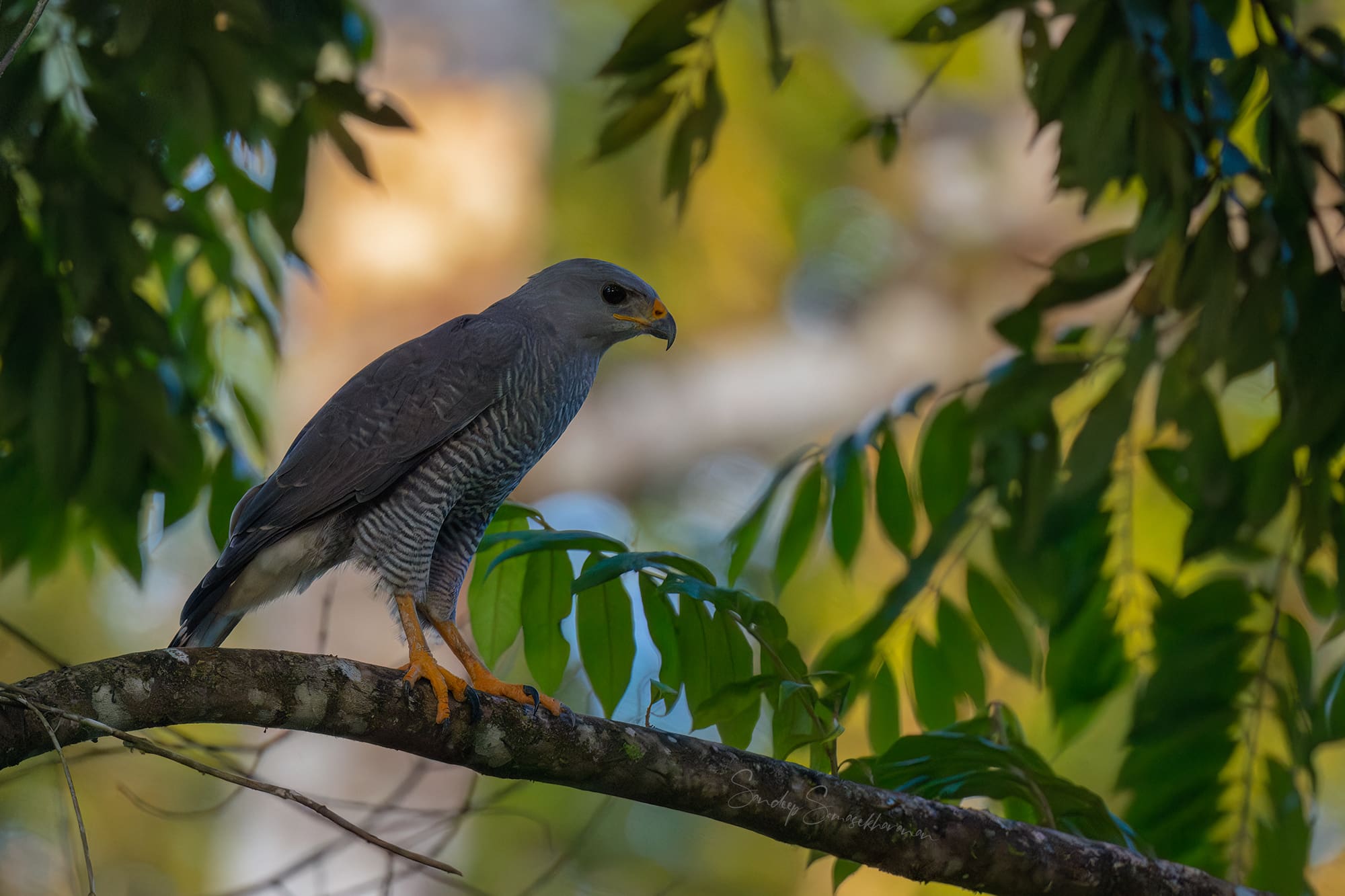 Gray Hawk at Boca Tapada, Costa Rica birding diary | The Green Ogre