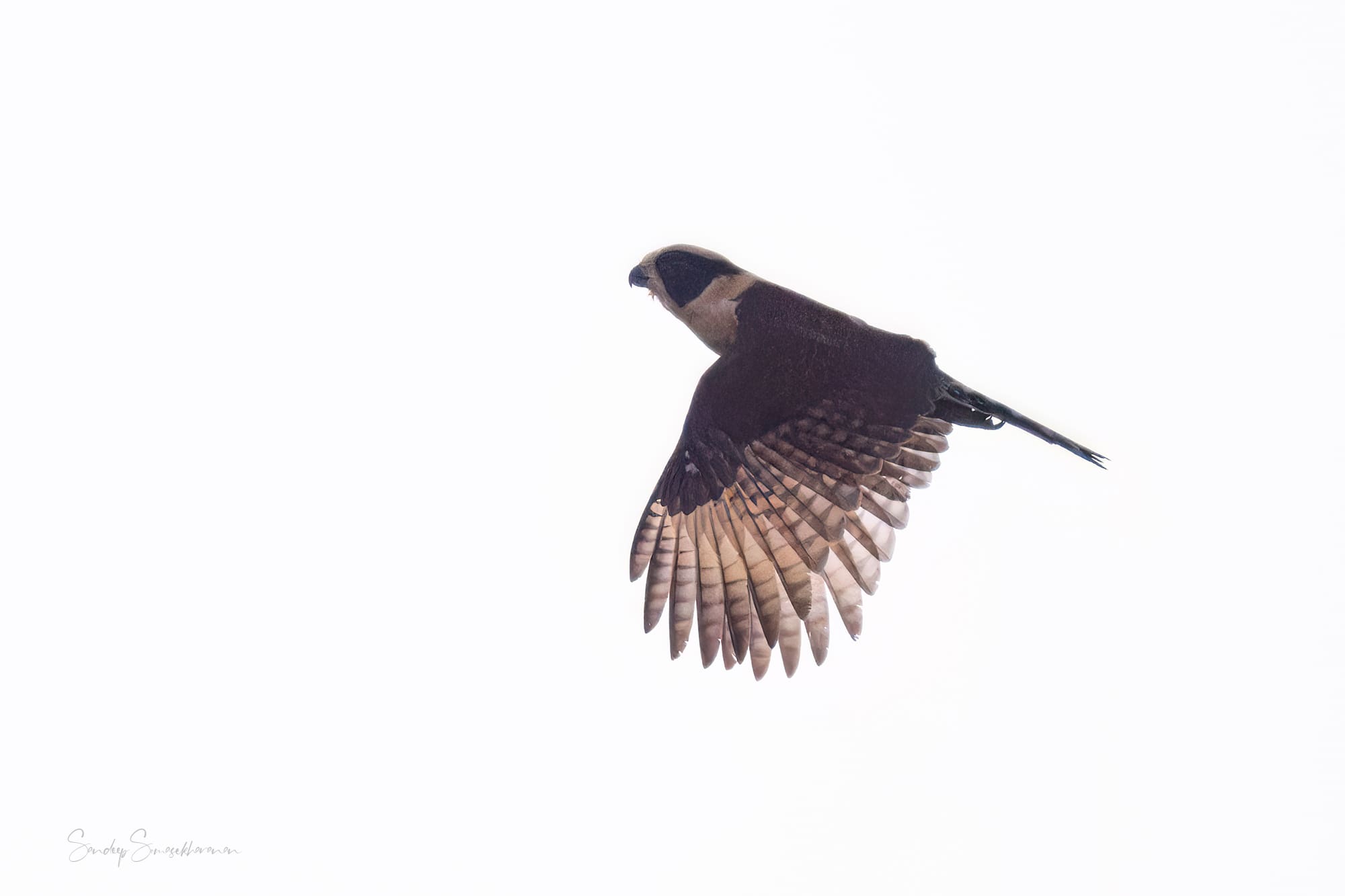 Laughing Falcon at Boca Tapada, Costa Rica birding diary | The Green Ogre