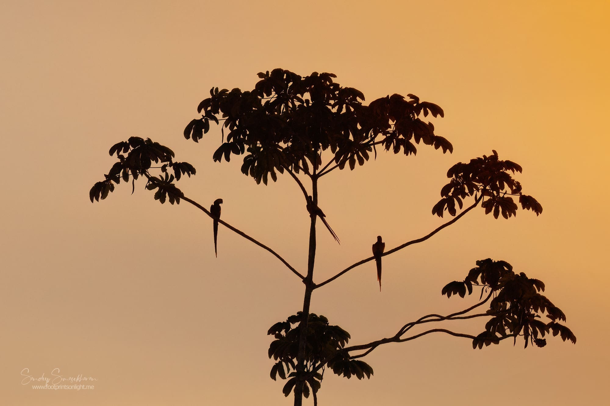 Scarlet Macaws in sunset at Boca Tapada, Costa Rica birding diary | The Green Ogre