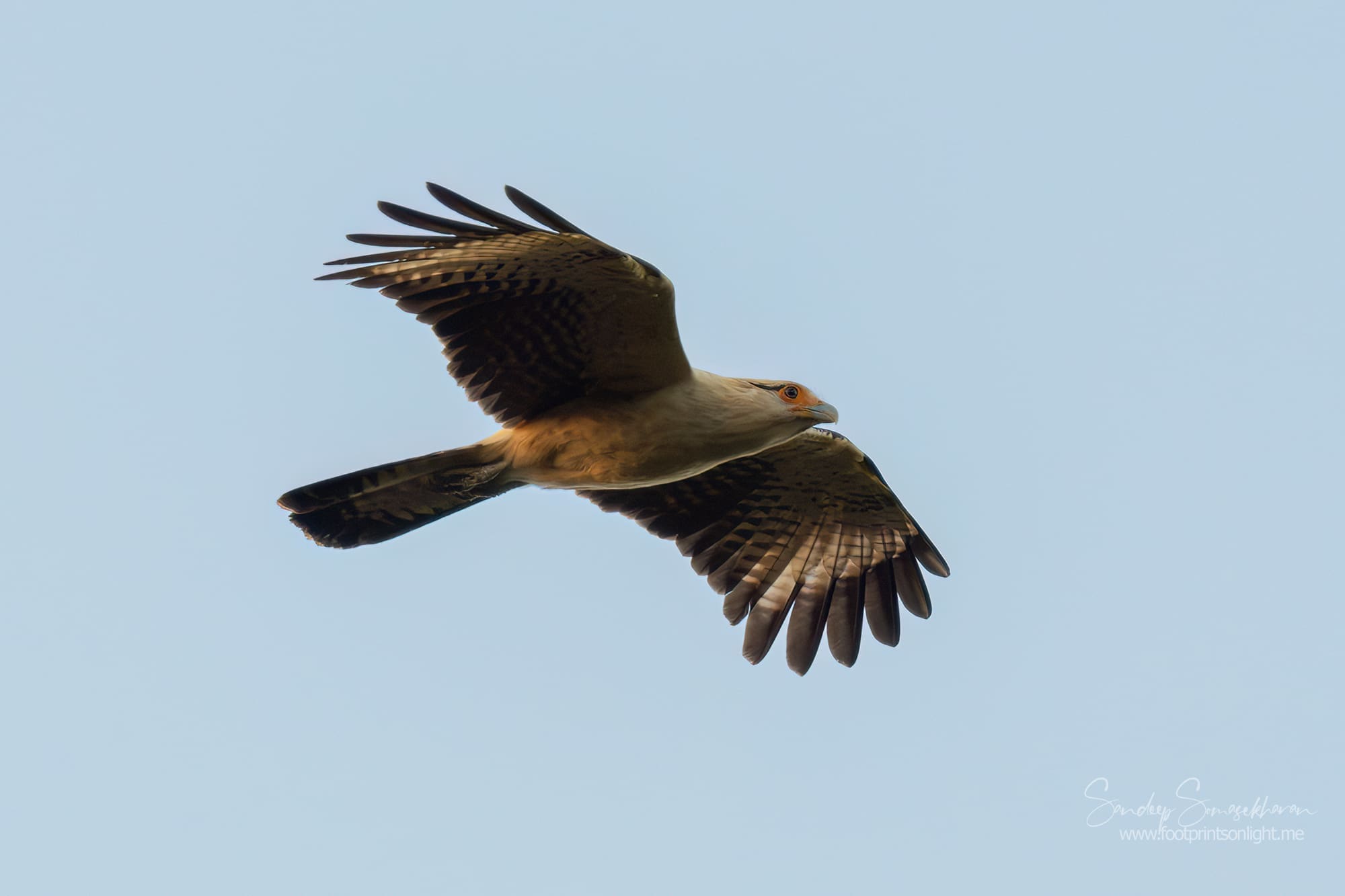 Yellow-headed Caracara at Boca Tapada, Costa Rica birding diary | The Green Ogre