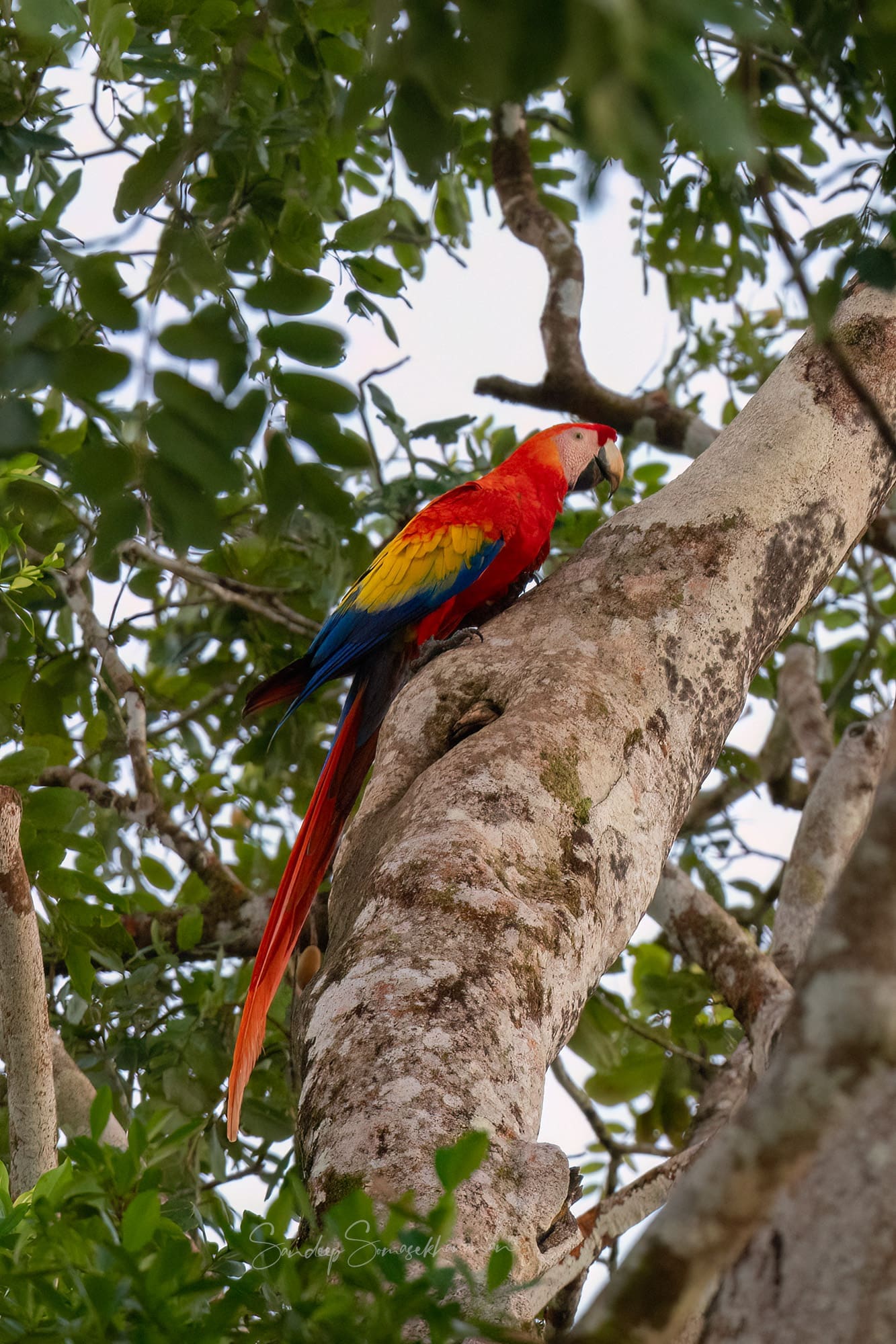 Scarlet Macaw at Boca Tapada, Costa Rica birding diary | The Green Ogre