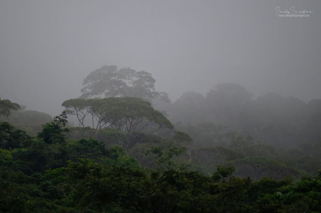 Misty Morning in Costa Rica