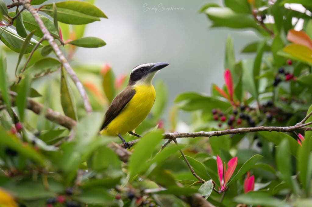 Boat-billed Flycatcher | Birding in Costa Rica | The Green Ogre