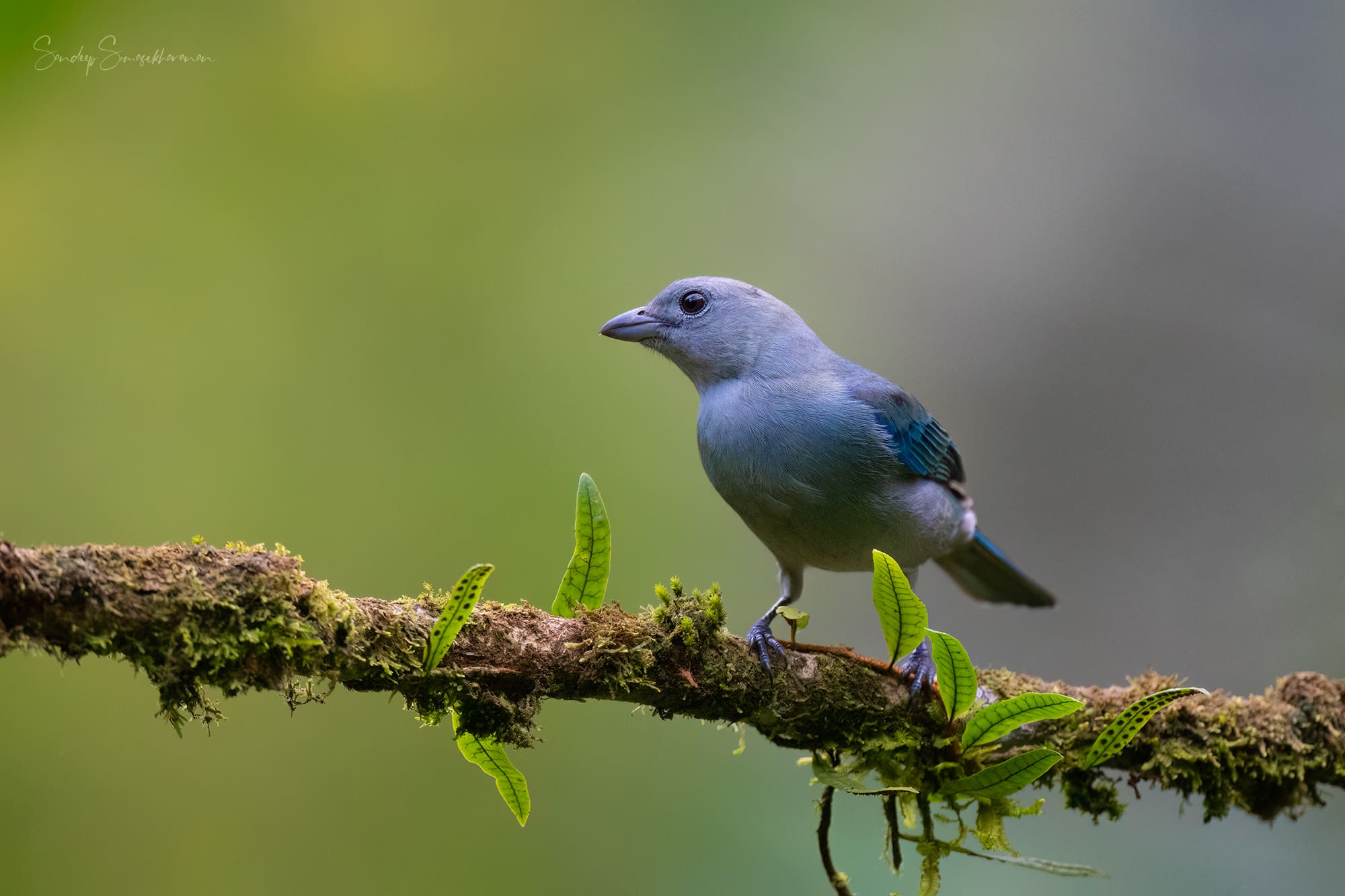 Blue-gray Tanager at Boca Tapada, Costa Rica birding diary