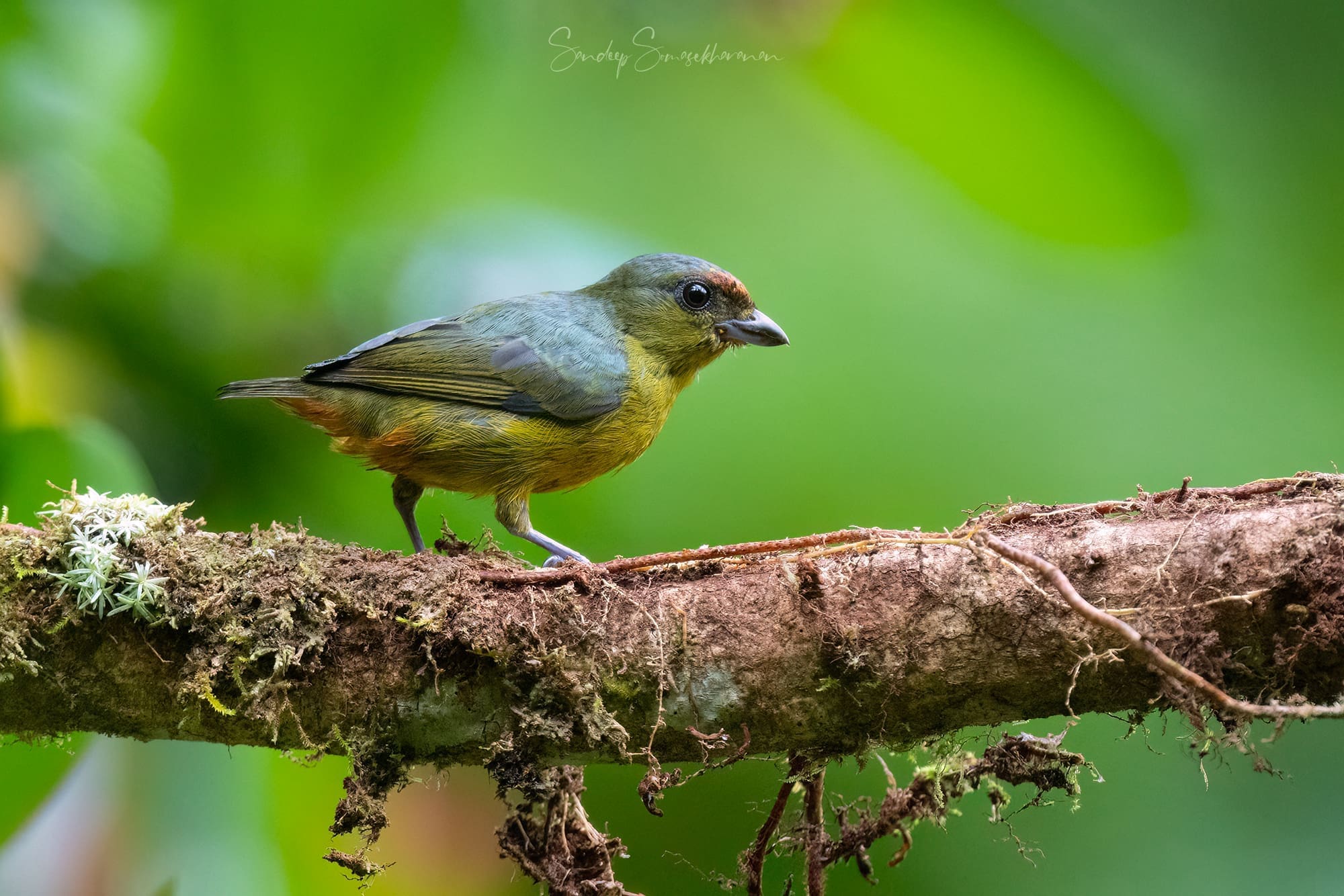 Olive-backed Euphonia at Boca Tapada, Costa Rica birding diary