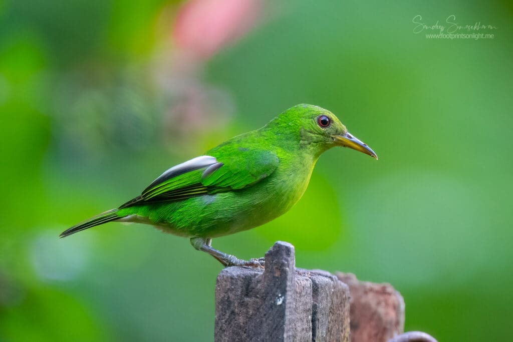 Female Green Honeycreeper | Birding in Costa Rica | The Green Ogre