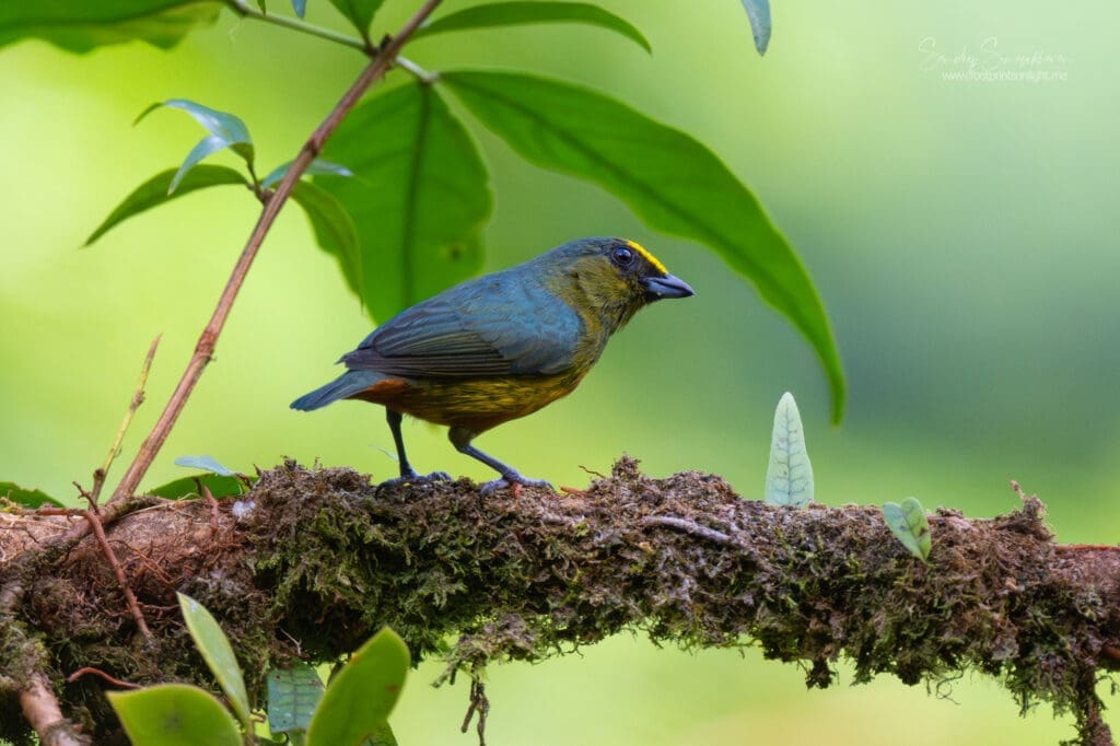 Male Olive-backed Euphonia | Birding in Costa Rica | The Green Ogre