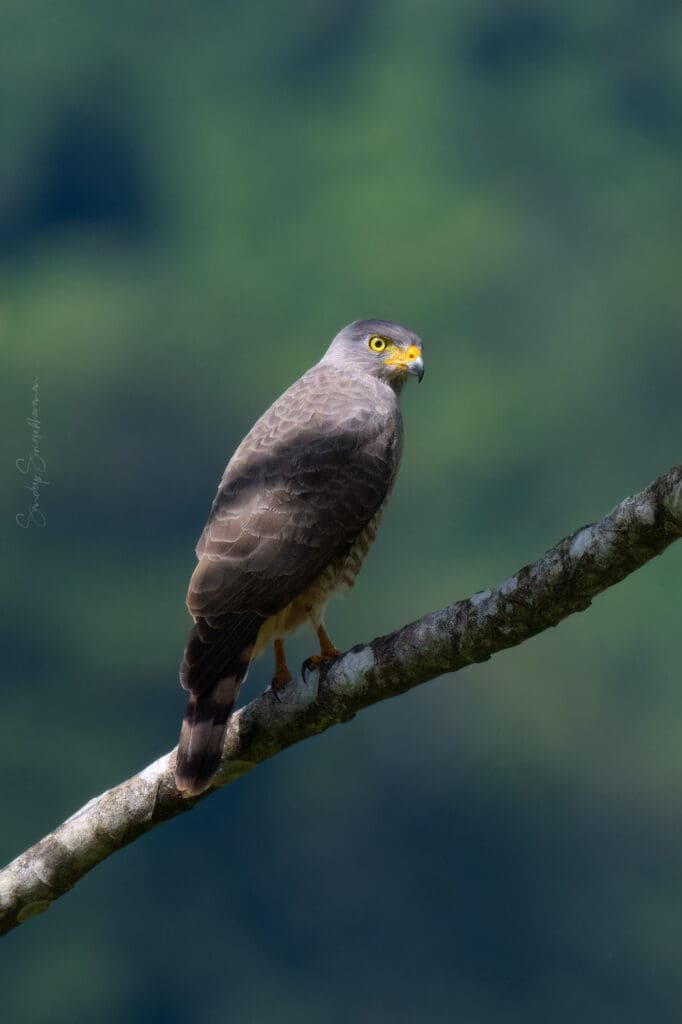 Roadside Hawk | Birding in Costa Rica | The Green Ogre