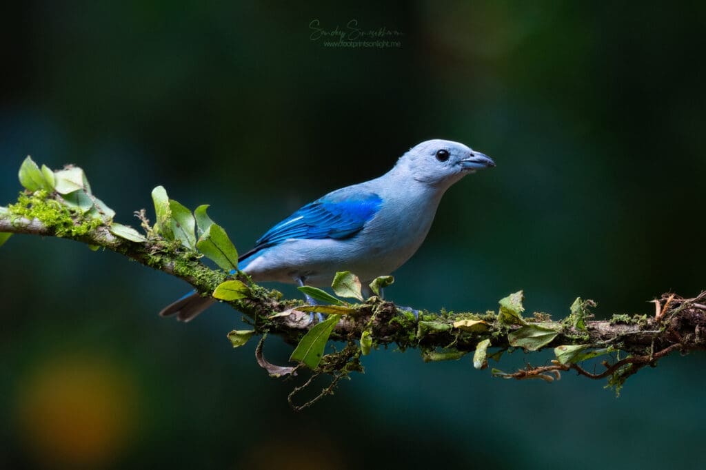 Blue-gray Tanager | Birding in Costa Rica | The Green Ogre