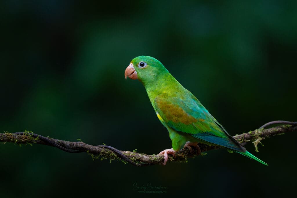 Orange-chinned Parakeet | Birding in Costa Rica | The Green Ogre