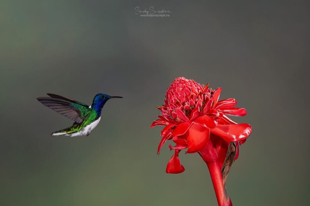 White-necked Jacobin  | Birding in Costa Rica | The Green Ogre