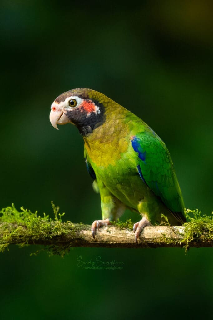 Brown-hooded parrot | Birding in Costa Rica | The Green Ogre