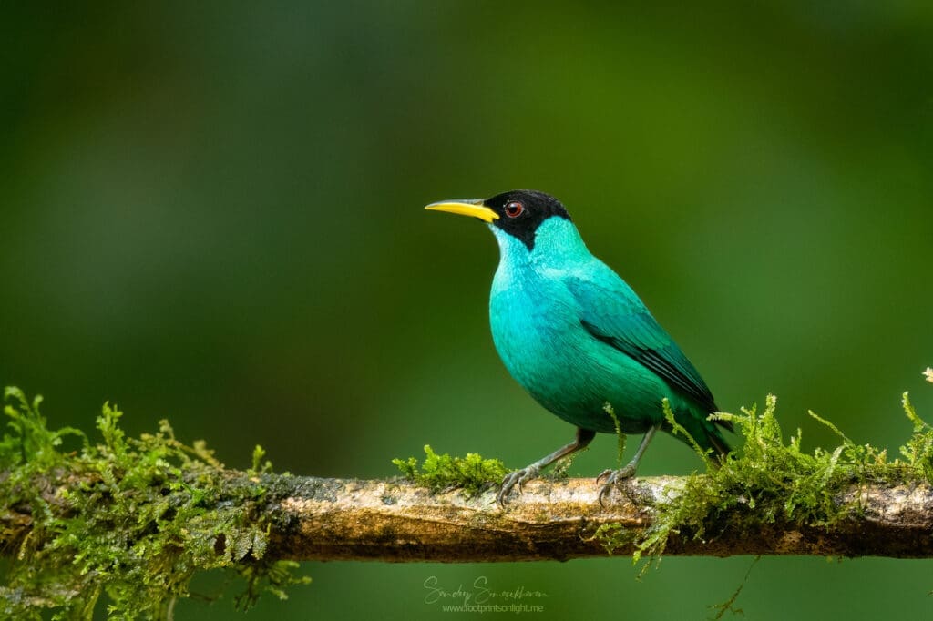 Green Honeycreeper | Birding in Costa Rica | The Green Ogre