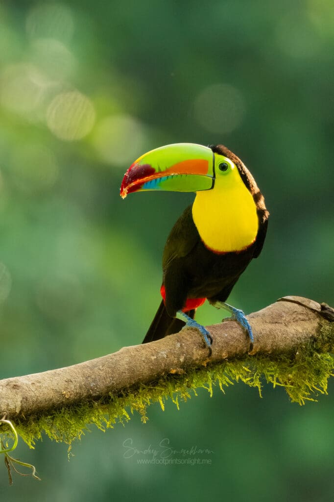 Keel-billed Toucan | Birding in Costa Rica | The Green Ogre