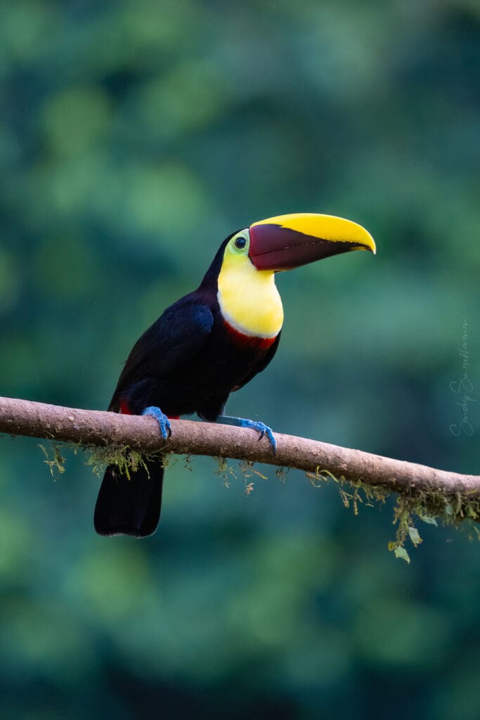 Yellow-throated Toucan  | Birding in Costa Rica | The Green Ogre